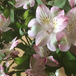 Meet your Posher, Lilly